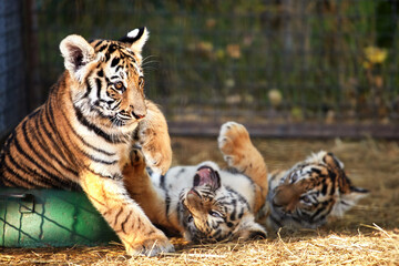 Tiger cubs playing, close-up portraits