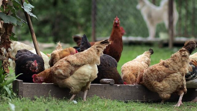 Several red, farm chickens eating some corn in the countryside. Farming and Pet Concept