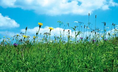 Obraz premium Meadow in mountains. Sunny summer day. 