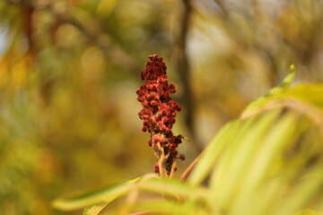 kolorowe  kwiaty  drzew  jako  zwiastuny  jesieni © Mirosaw