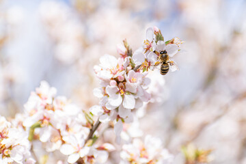 Honey bee on a cherry blossom.
