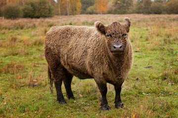 galloway cattle