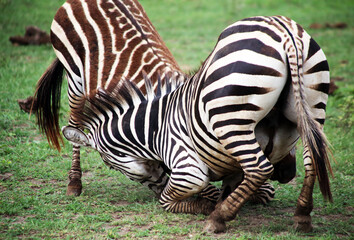 fighting zebras