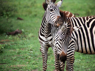 Fototapeta na wymiar zebra fighting