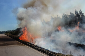 Fototapeta na wymiar Road on fire - forest fire on the side of a highway with flames and smoke
