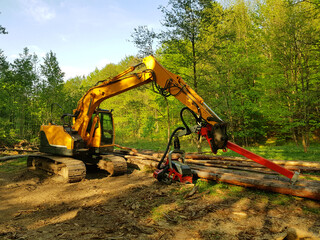 Harvester machine felling forest. Mechanical lumberjack. Tracked vehicle.