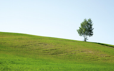 Tree on a field. Green gras and clear sky.