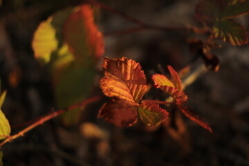 barwy  jesieni  na  kolorowych  liściach  krzewu  w  ogrodzie  