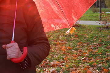 A red umbrella is open in a woman's hand.Raindrops on a transparent dome against the background of fallen orange maple leaves in the Park.Fuzzy background image of the autumn concept
