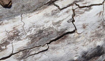 Texture di un legno vintage