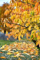 bunter Kirschbaum im Herbst