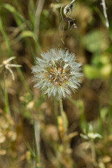 dandelion in the grass