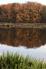 Trees in autumn colors reflecting in the lake's surface.