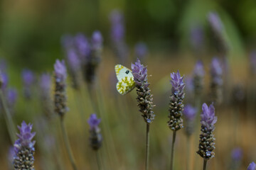 close up of lavender flowers