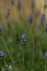lavender field in region