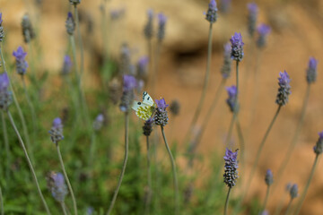 field of lavender
