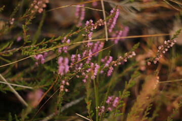fioletowe  wrzosy  na  polanie  widziane  z  bliska