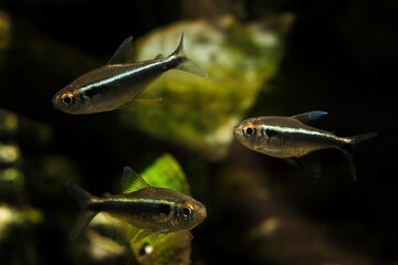 Hyphessobrycon herbertaxelrodi - Tetra black neon in detail.