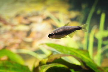 Suede gray neon tetra in the aquarium.
