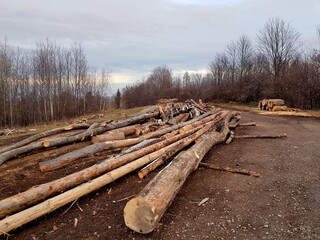 Tree logs after cutting.