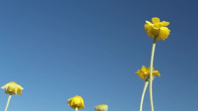 Yellow head inflorescences bloom from Leafstalk Marigold, Baileya Pleniradiata, Asteraceae, native hermaphroditic herbaceous short lived perennial in Joshua Tree National Park, Southern Mojave Desert,