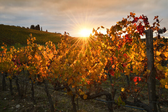 Autumn season, the sun's rays through the colorful leaves of the vineyards in the Chianti region at sunset. Chianti Classico area near Florence, Tuscany. Italy.