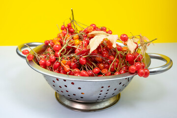 Red berries of Viburnum isolated on yellow background, autumn berry.