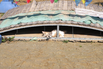 Striped kitten lies in the sand under the bridge