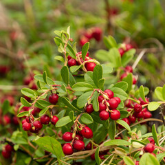 Obraz premium Lingonberry bush full of berries