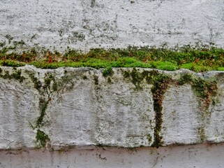 Moos in der Wandfuge
