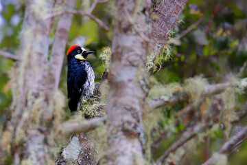 Fototapeta premium Acorn Woodpecker - Melanerpes formicivorus medium-sized bird woodpecker, brownish-black head, back, wings and tail, white forehead, throat, belly and rump. The eyes are white