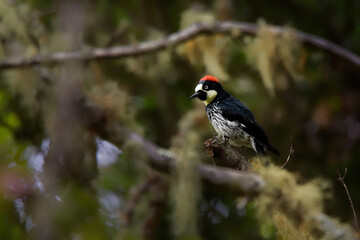 Acorn Woodpecker - Melanerpes formicivorus medium-sized bird woodpecker, brownish-black head, back, wings and tail, white forehead, throat, belly and rump. The eyes are white
