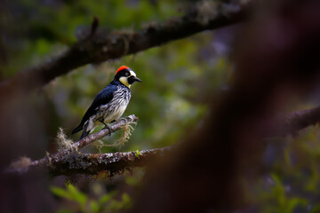 Acorn Woodpecker - Melanerpes formicivorus medium-sized bird woodpecker, brownish-black head, back, wings and tail, white forehead, throat, belly and rump. The eyes are white