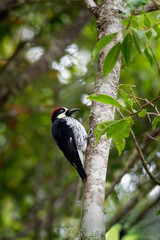 Acorn Woodpecker - Melanerpes formicivorus medium-sized bird woodpecker, brownish-black head, back, wings and tail, white forehead, throat, belly and rump. The eyes are white