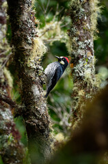 Acorn Woodpecker - Melanerpes formicivorus medium-sized bird woodpecker, brownish-black head, back, wings and tail, white forehead, throat, belly and rump. The eyes are white