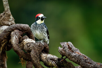 Acorn Woodpecker - Melanerpes formicivorus medium-sized bird woodpecker, brownish-black head, back, wings and tail, white forehead, throat, belly and rump. The eyes are white