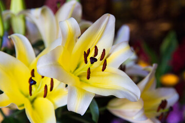 Obraz premium Bouquet of white lilies. Small focus selected.