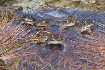 frog in the pond