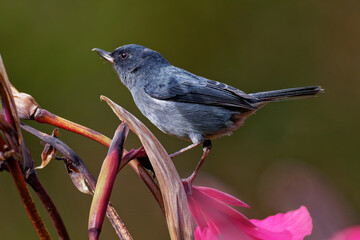 Slaty flowerpiercer - Diglossa plumbea  passerine bird endemic to the highlands of Costa Rica and western Panama, common bird in mountain forest canopy and edges