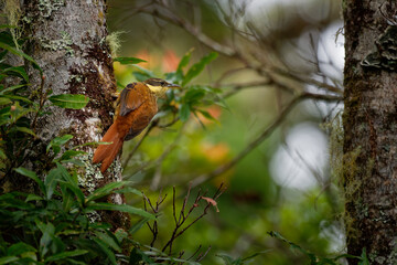 Buffy Tuftedcheek - Pseudocolaptes lawrencii or Lawrence's tuftedcheek passerine bird in ovenbird family, breeds in Costa Rica, western Panama and the Andes of Colombia and Ecuador