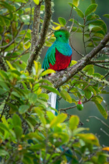 Quetzal - Pharomachrus mocinno male - bird in the trogon family. It is found from Chiapas, Mexico to western Panama. It is well known for its colorful plumage, eating wild avocado