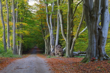 autumn in the forest