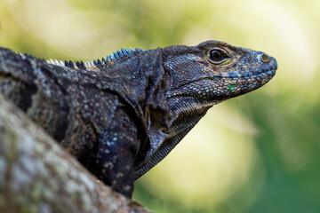Ctenosaura similis, known as black spiny-tailed iguana, black iguana or black ctenosaur,lizard native to Mexico and Central America, introduced to the United States in Florida. 