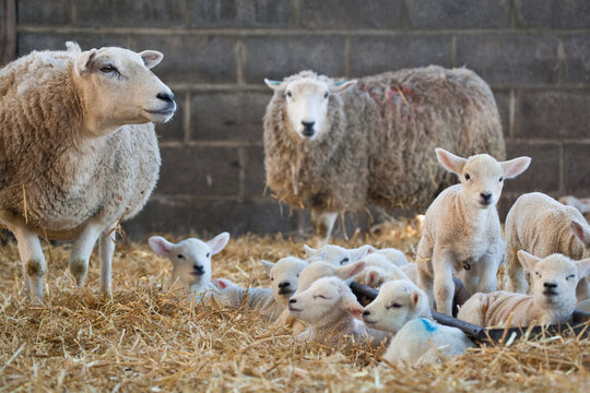 Ewes and lambs on a farm at lambing time in spring