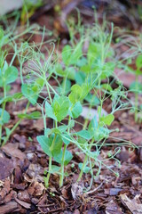Green pea Shoot : healthy vegetable grown in garden