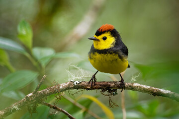 Obraz premium Collared Redstart Whitestart - Myioborus torquatus also known as the collared redstart, is a tropical New World warbler endemic to the mountains of Costa Rica and western-central Panama