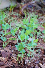 Green pea Shoot : healthy vegetable grown in garden
