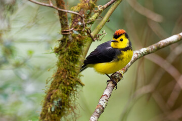 Collared Redstart Whitestart - Myioborus torquatus also known as the collared redstart, is a tropical New World warbler endemic to the mountains of Costa Rica and western-central Panama