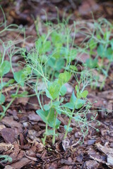 Green pea Shoot : healthy vegetable in garden