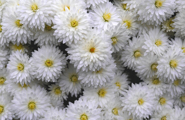 Obraz premium Beautiful white chrysanthemums in the garden